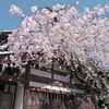 桜の季節が終わった時、GWで滋賀へと異動となります３