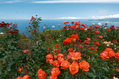 薔薇と海が見れたレインボーライン山頂公園５