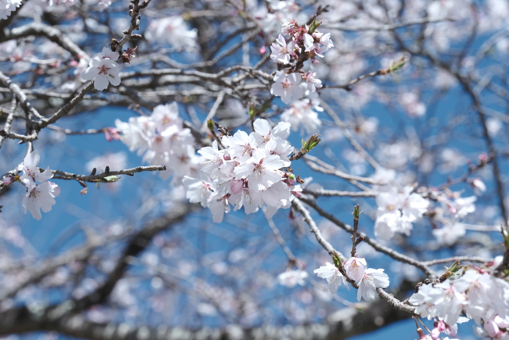 １年に２度咲く桜２