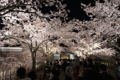 終電迄時間がなかったので大急ぎで撮った夜桜、兼六園と金沢城公園の間６