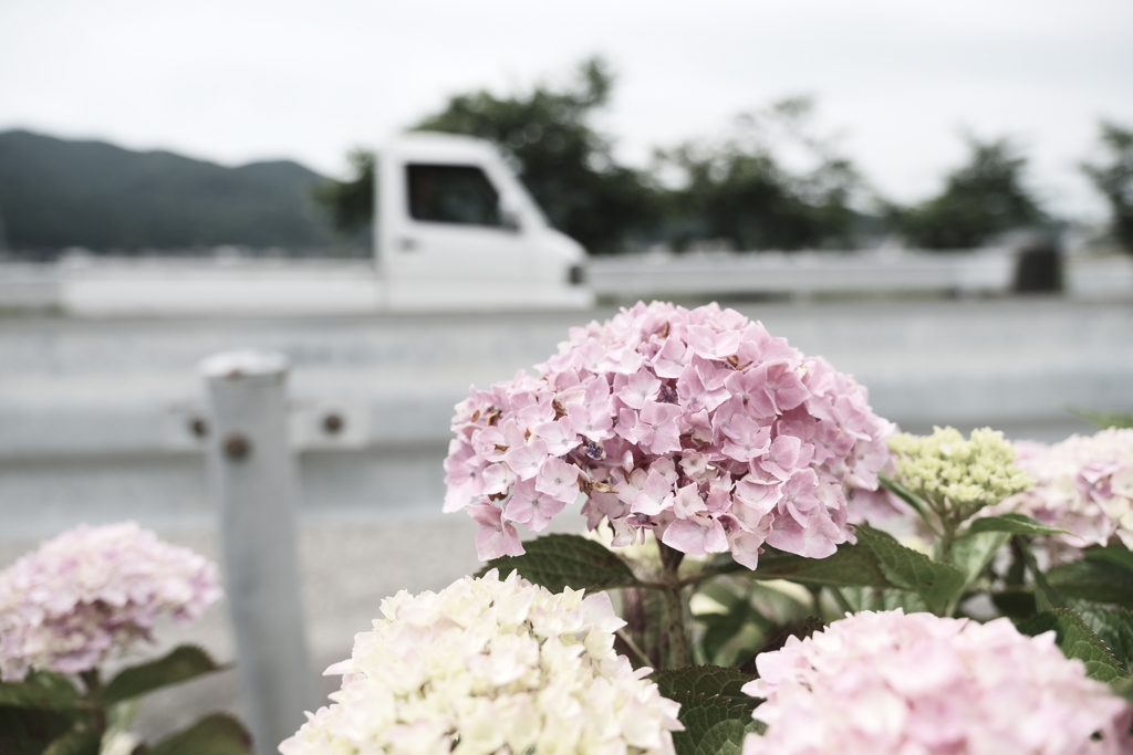 宮荘川の紫陽花４