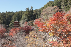 仕事は休業中、紅葉はフル稼働、長谷寺にて２