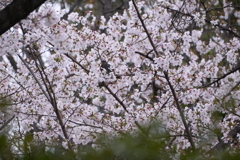 九州で桜を撮りに行くのは初めて５