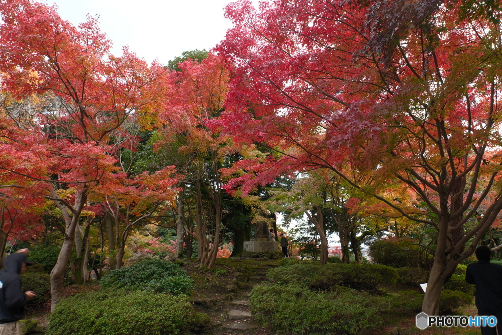 2024-11高岡古城公園の紅葉3