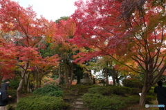 2024-11高岡古城公園の紅葉3