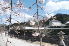 見頃まであと少し１