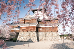 今年の桜巡りは詰め込みすぎて、福知山城にて２