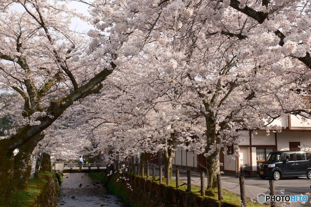 2024年城崎温泉街の桜３