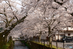 2024年城崎温泉街の桜３