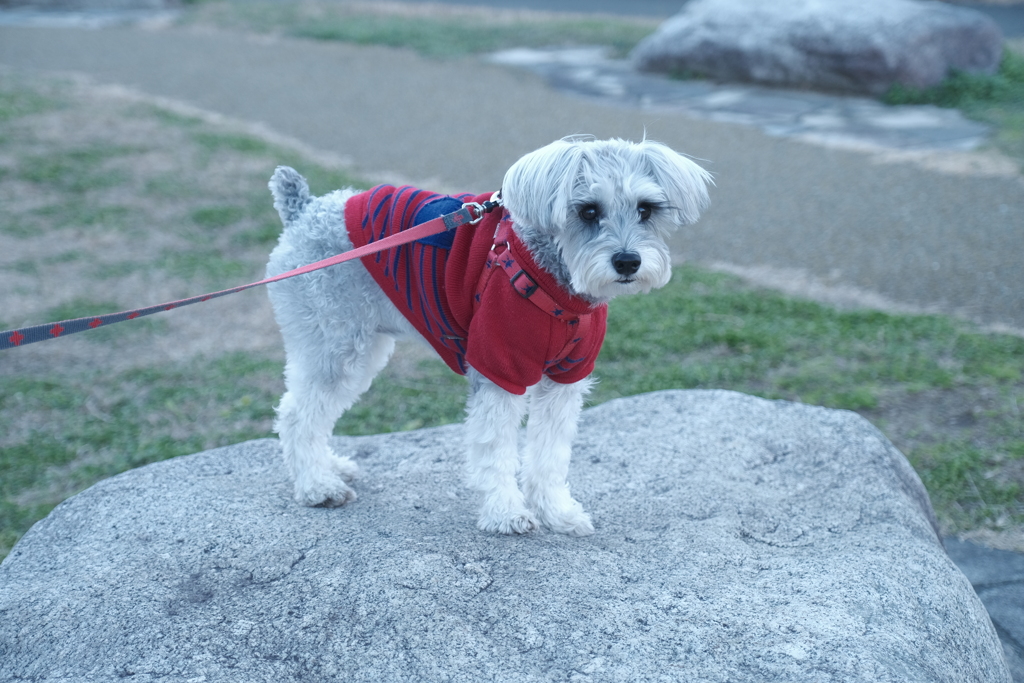 正月の帰省は犬の散歩がメインだった３