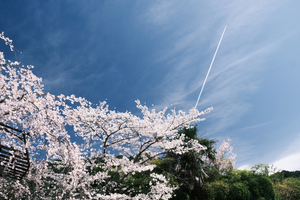 晴れた日に見れた見頃の桜、長谷寺にて８