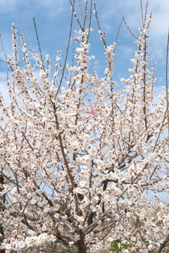 今年やっと見れた梅の花４