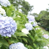 6月下旬、あぢさゐの見頃も終わりどき４