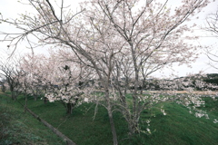 今年の桜は見頃のタイミングに難攻した挙句散り始め、綾部にて１３