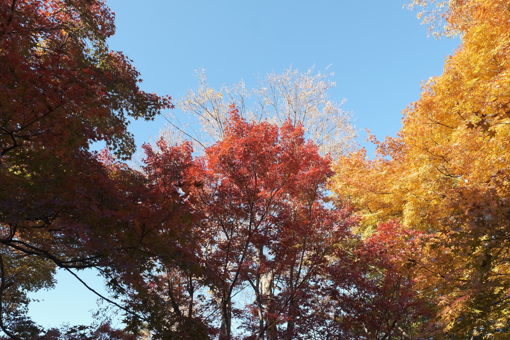 空も気持ちも快晴な紅葉１
