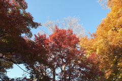 空も気持ちも快晴な紅葉１