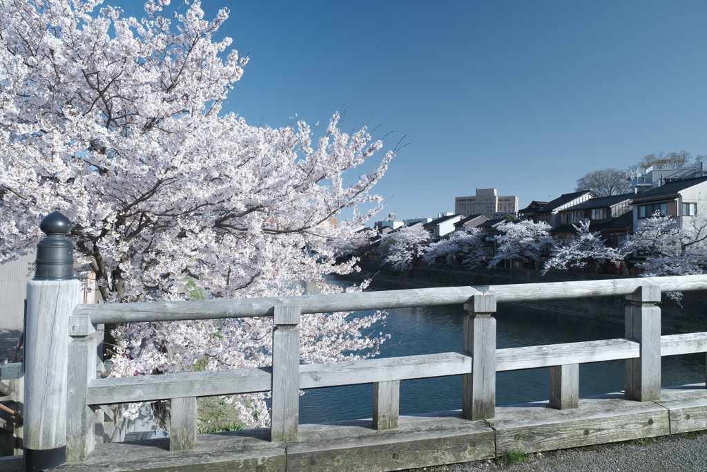 快晴の桜日和、浅野川沿い１１
