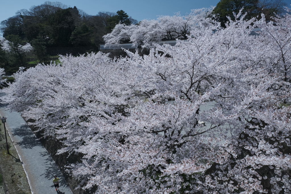 快晴の桜日和、金沢城公園にて８