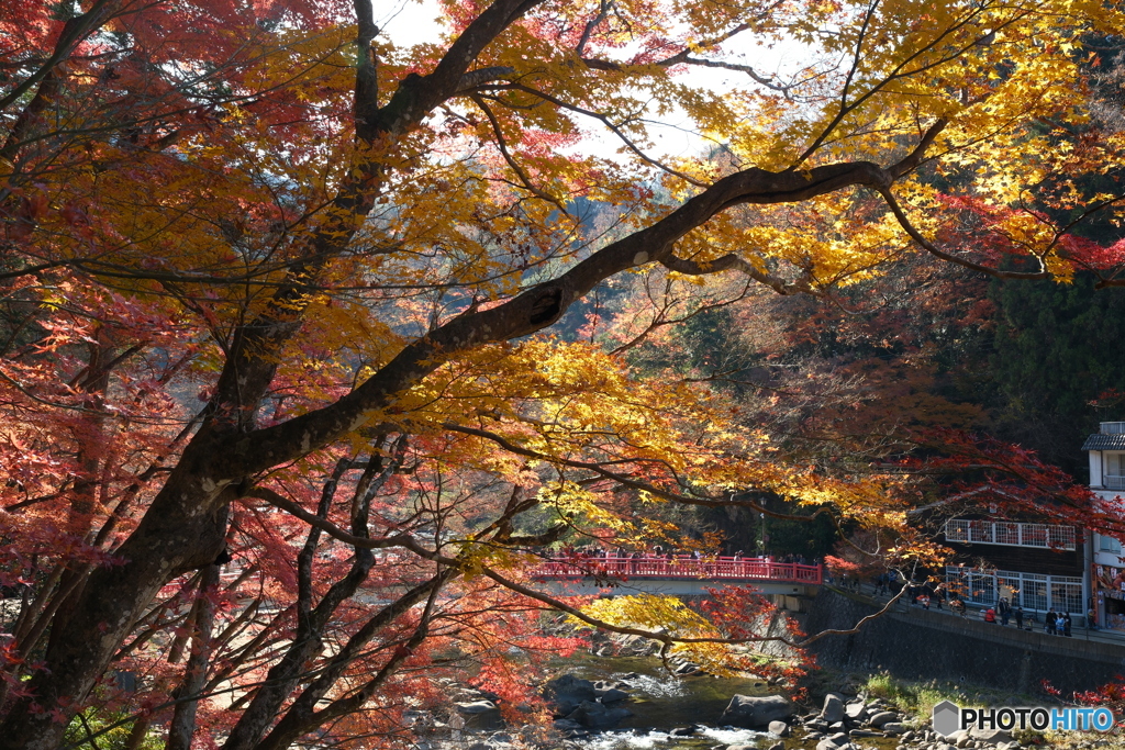 香嵐渓の紅葉１０