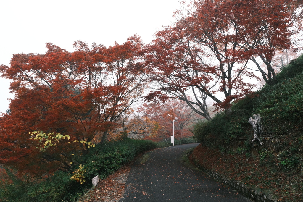 濃霧の紅葉１