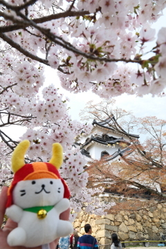 今年の桜の見納めに彦根城９