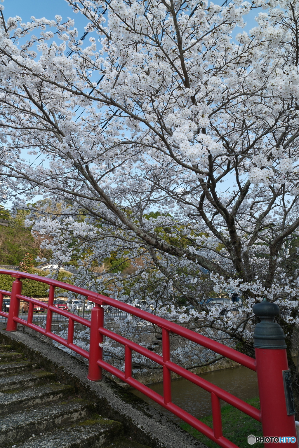 玉湯川堤の桜は長い道のり９