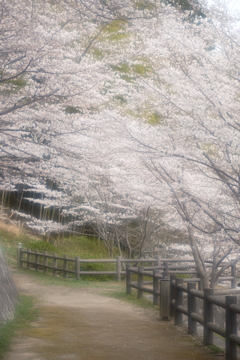 3月末急開花した桜１０