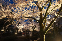 終電迄時間がなかったので大急ぎで撮った夜桜、兼六園１