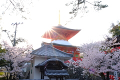 中山寺の桜４