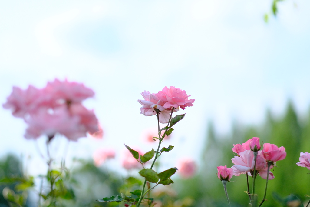 荒牧バラ公園の薔薇４