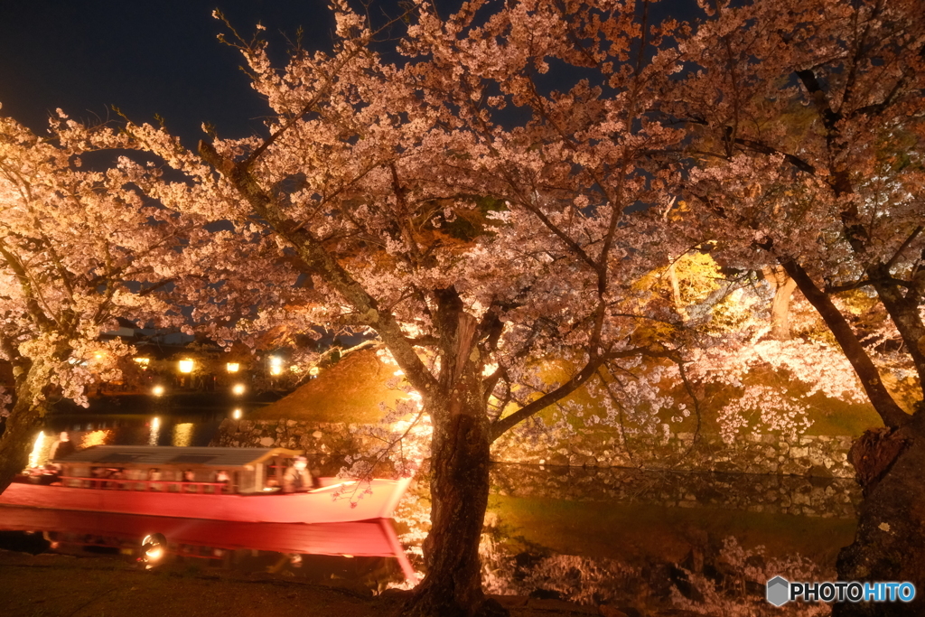 今年の桜の見納めに彦根城周辺の夜桜４