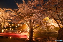 今年の桜の見納めに彦根城周辺の夜桜４