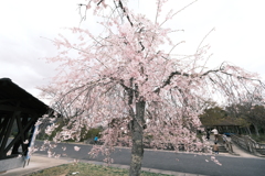 今年の桜は見頃のタイミングに難攻した挙句散り始め、綾部にて８