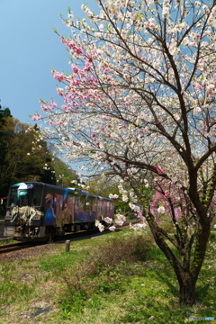 桜が終わっても見れた花見４