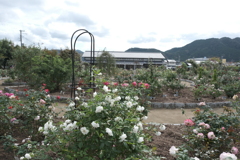 郡是の薔薇４