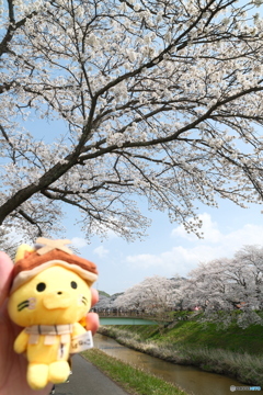 雲南市桜まつり2025　4