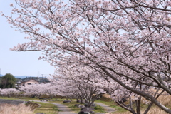 人吉市にて桜巡り６