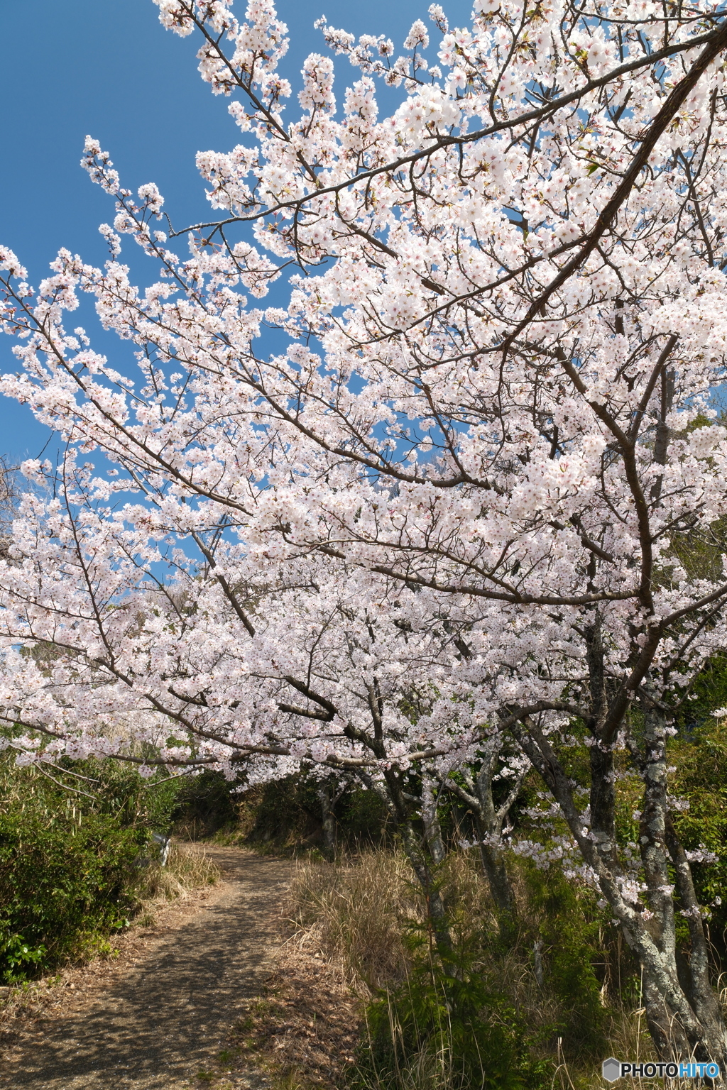 島根県桜巡りの最終日は快晴７