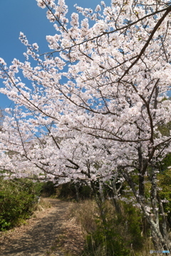 島根県桜巡りの最終日は快晴７