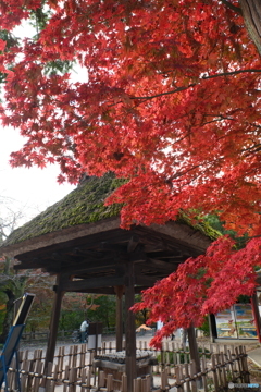 2024-11高岡古城公園の紅葉7