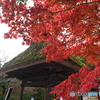 2024-11高岡古城公園の紅葉7