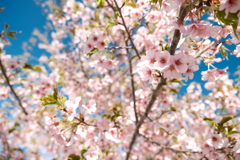 寄り道で見た河津桜は終わりかけ２