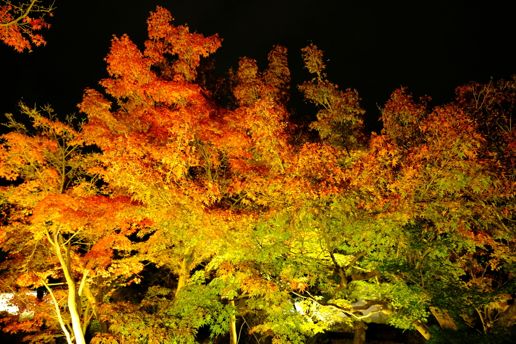漆黒の夜空と照らされる紅葉in好古園９