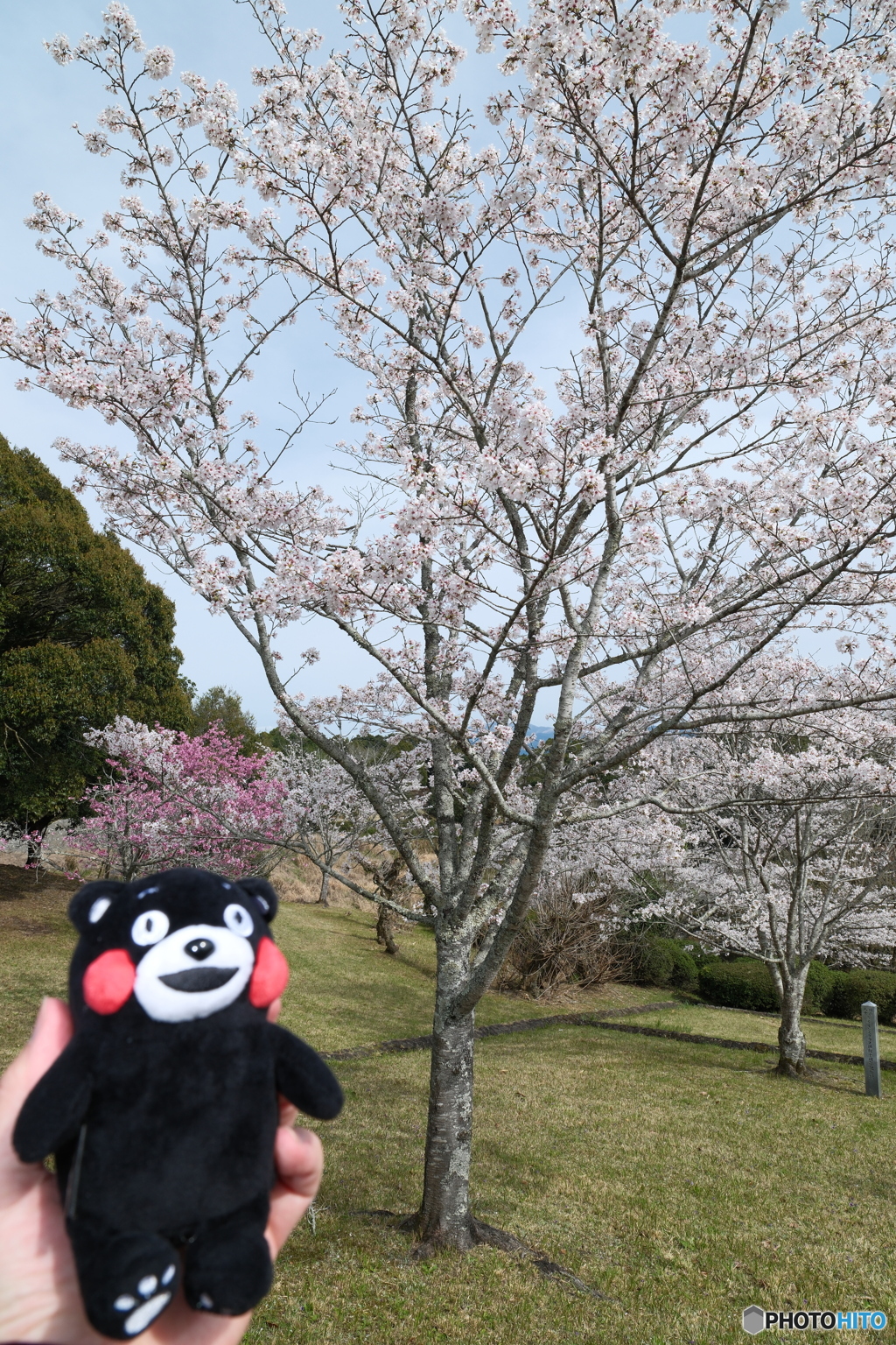 人吉市にて桜巡り１２
