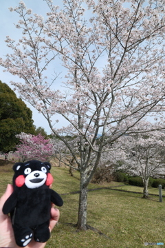 人吉市にて桜巡り１２