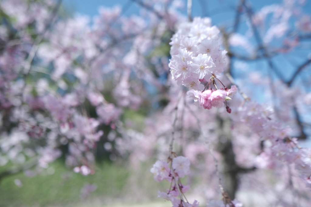 快晴の桜日和、金沢城公園にて１