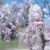 快晴の桜日和、金沢城公園にて１