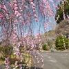 ３月後半でも満開までもう少しな梅３