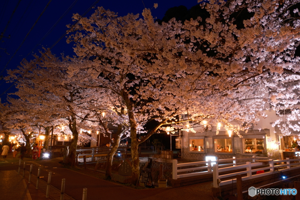2024年城崎温泉街の夜桜２