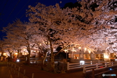 2024年城崎温泉街の夜桜２